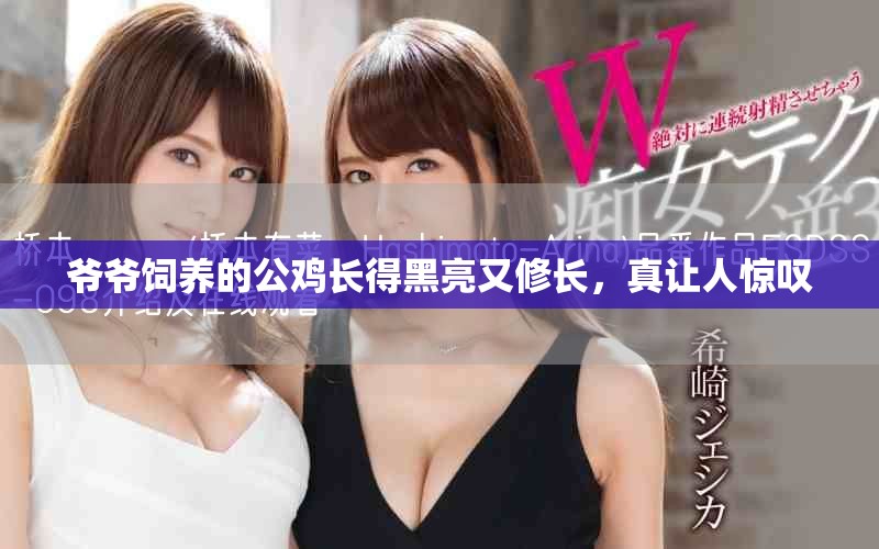 爷爷饲养的公鸡长得黑亮又修长，真让人惊叹